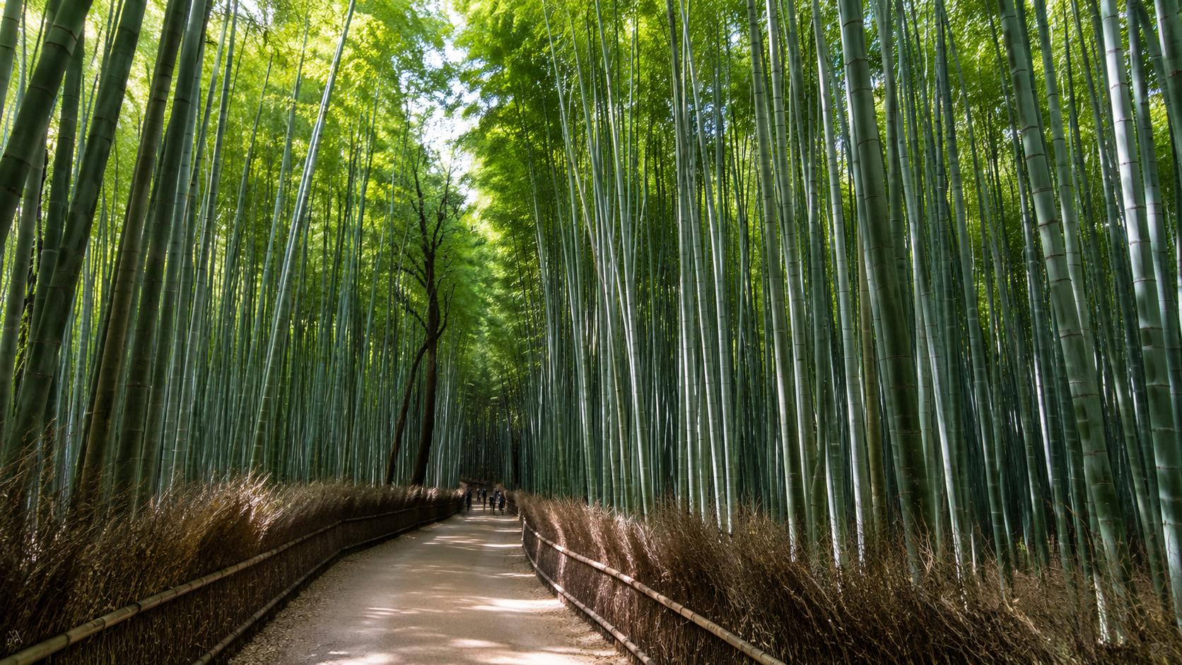 Inside Korea’s Hidden Bamboo Forest in Damyang