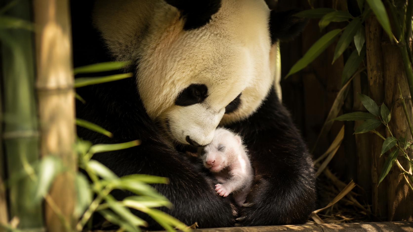 The Kingdom of Bao: Inside South Korea’s Unstoppable Love for Giant Pandas