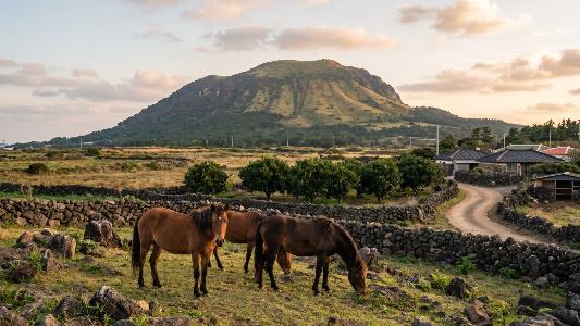 Jeju’s Native Horses and a Forgotten Part of Korean History