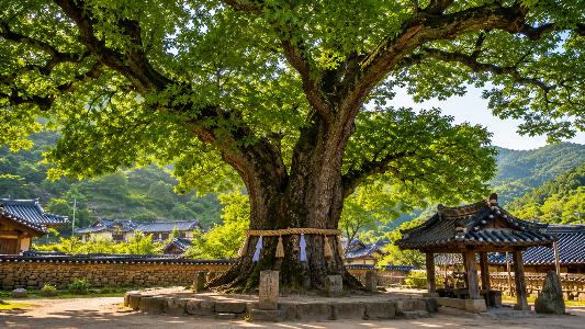 Why Old Korean Villages Built Sacred Trees at Their Center