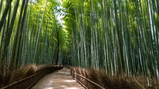 Inside Korea’s Hidden Bamboo Forest in Damyang